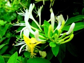 如何认知金银花的功效