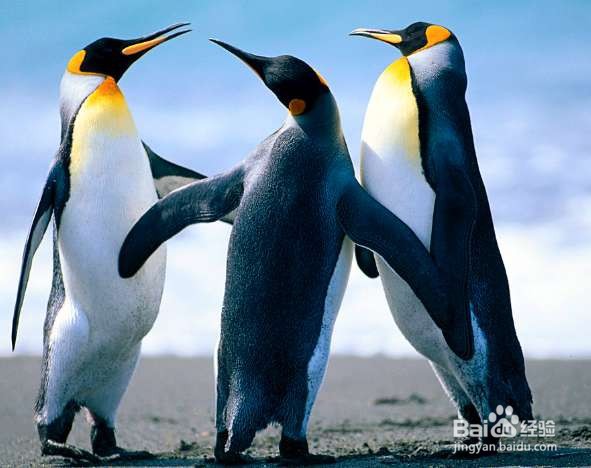 如何给图片加文字