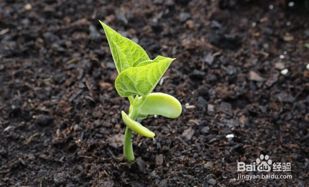 如何衡量土壤中重金属的生物有效性