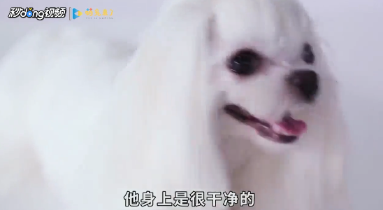 家里养狗怎么除异味