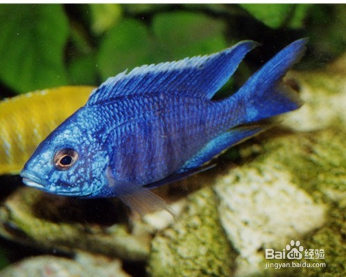 初学者一定要知道的观赏鱼非洲凤凰饲养方法