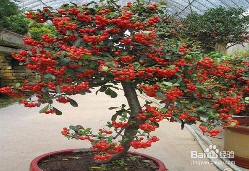 火棘下山桩怎么栽培