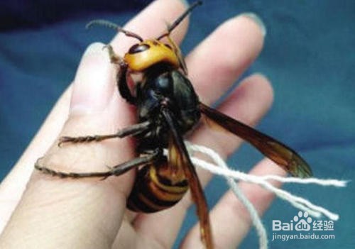 郊游时如何防被蜂蜇？