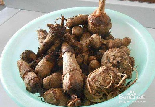 把发芽的芋头埋土里，收获大半盆芋头！