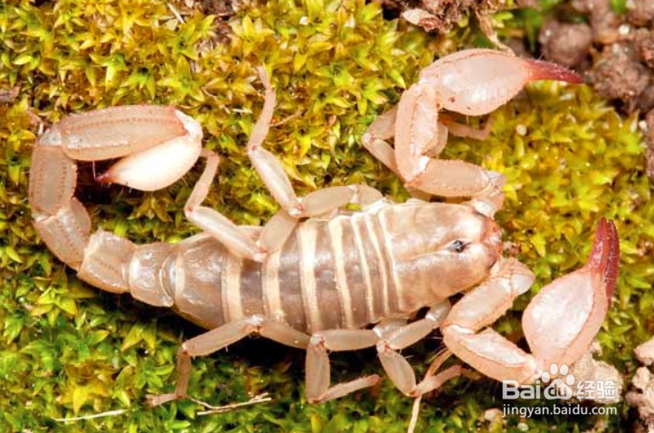 怎样养蝎子多赚钱