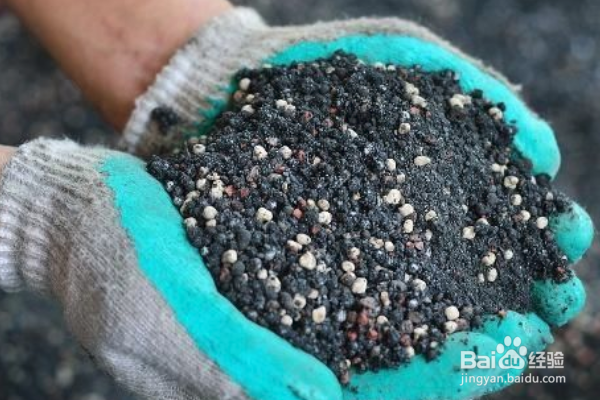 上海青怎么种植?