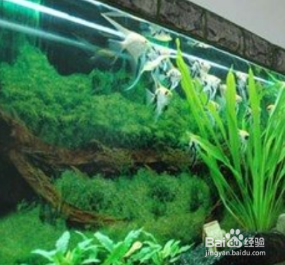 鱼缸内山湖礁变脏变黑怎么办