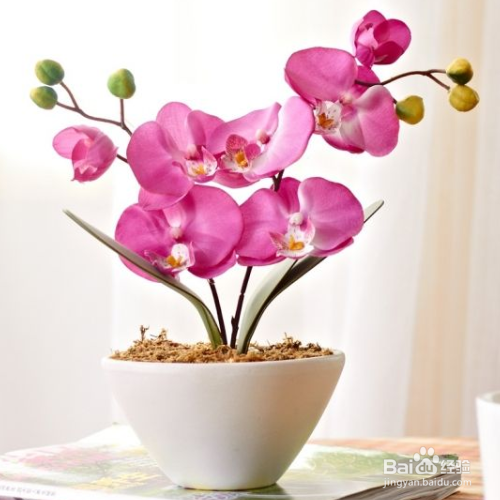 蝴蝶兰烂根怎么处理