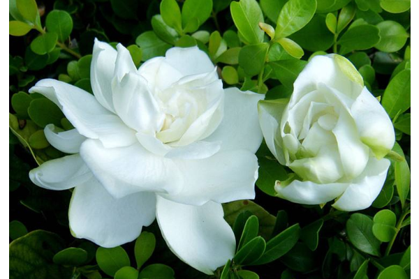 栀子花叶子发黄什么原因该怎么处理