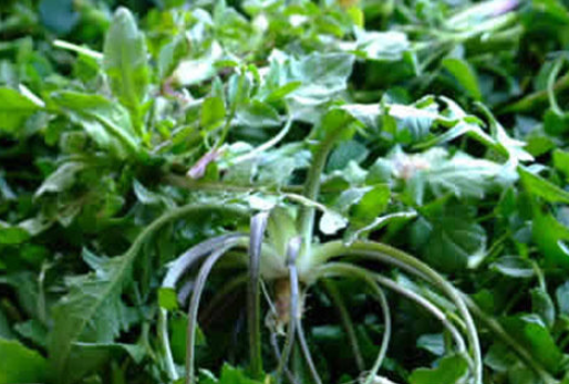 荠菜假荠菜区别图片对比是什么