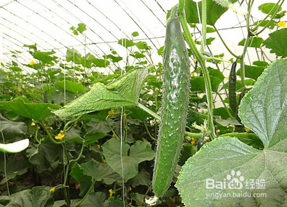 怎样选择黄瓜