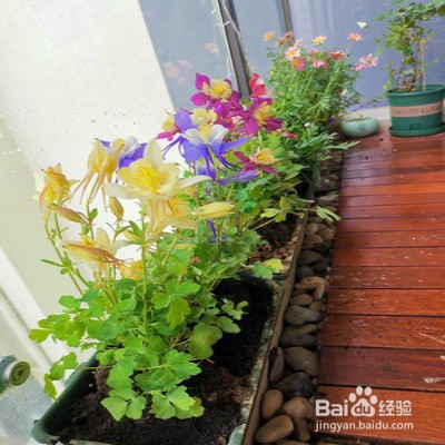 猫爪花怎么养