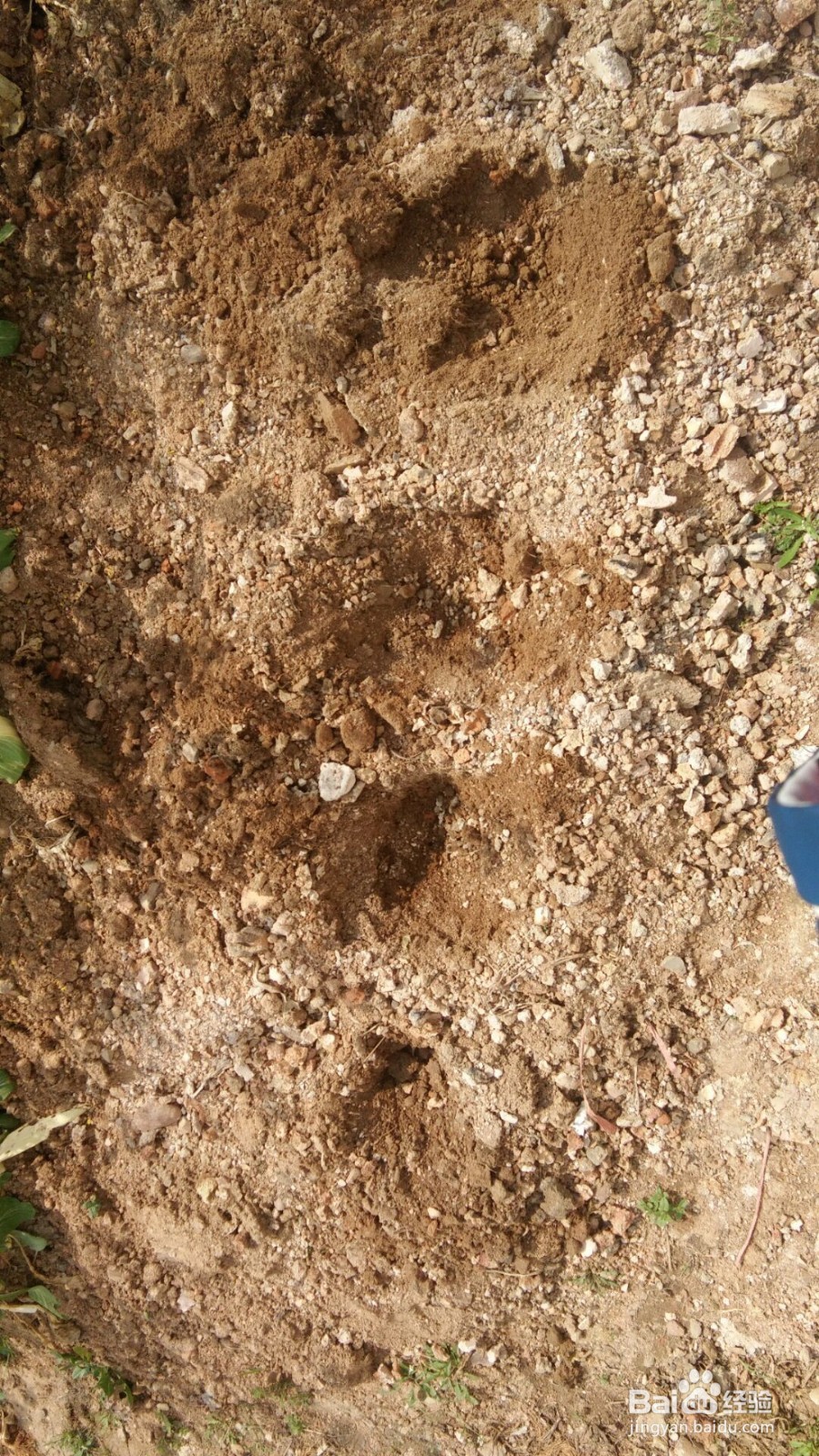 怎样育土豆种和种好土豆?