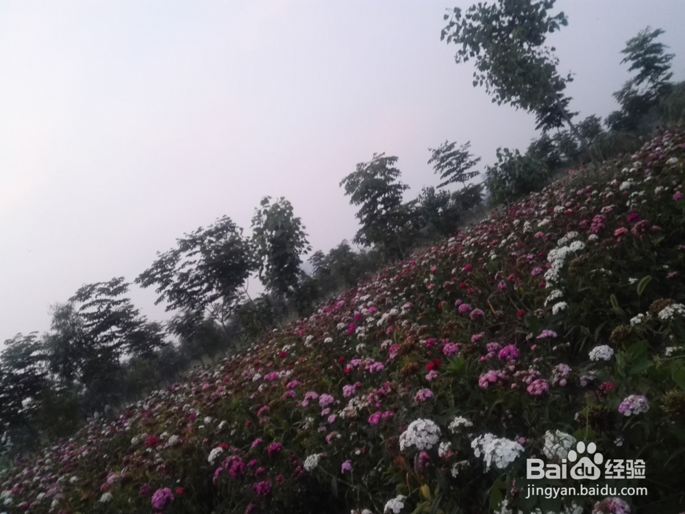 襄阳鱼梁洲薰衣草庄园游玩