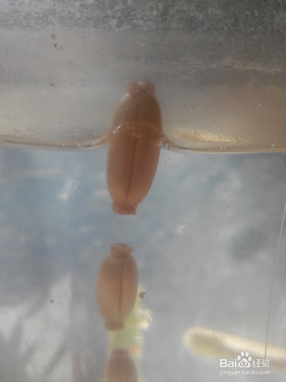 怎么在星漂安装夜光棒（二）塑料管套主线法