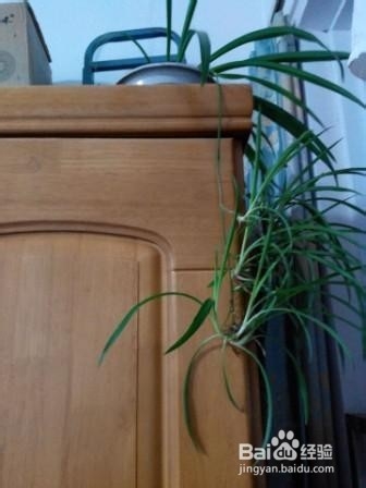 养花小窍门=盆栽花卉小窍门