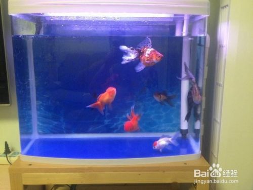 如何正确的给金鱼换水 百度经验