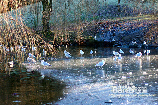 冬天的伊丽莎白女皇公园&发烧(组图)