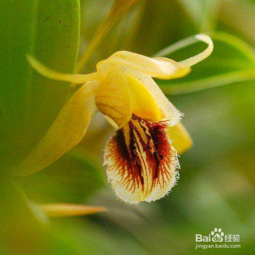 贝母兰的栽培需要注意哪些?