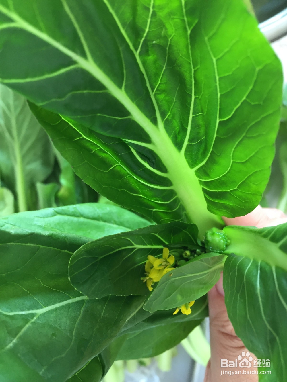 洗广州菜心的时候有哪些要注意的地方