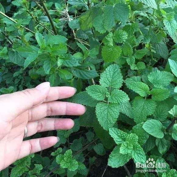薄荷好处那么多，现在抓紧扦插几盆！