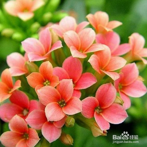 长寿花不开花怎么办？