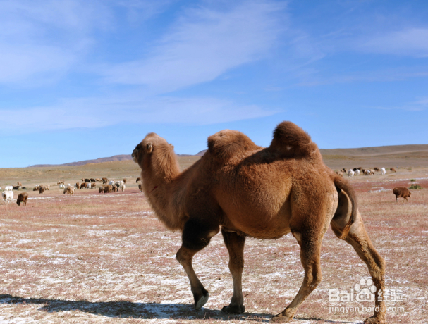 王牌驼骆驼奶为什么价格比较高？