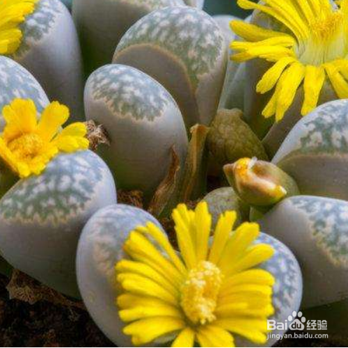 多肉那些好养？