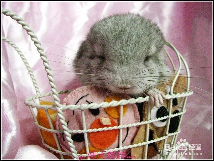 龙猫咕咕叫什么意思?