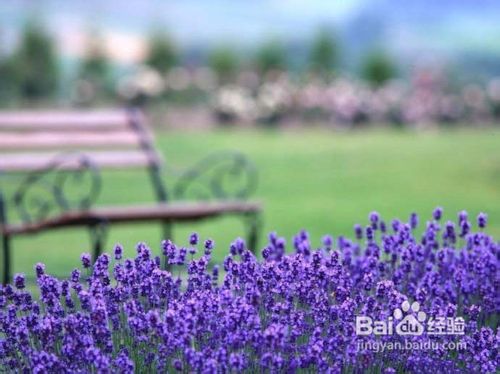 普罗旺斯薰衣草之恋