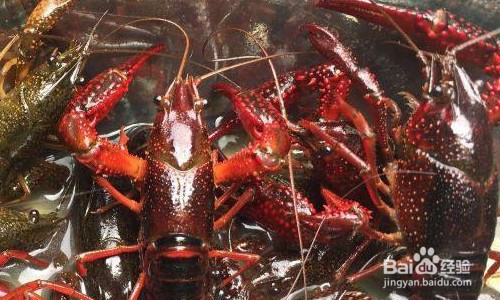 潜江小龙虾好吃吗?