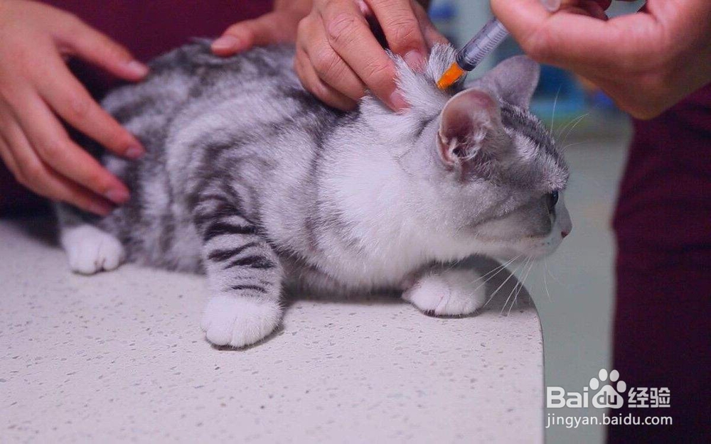 猫三联间隔多久打一次