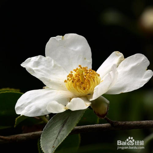 油茶花的培育方法和注意事项