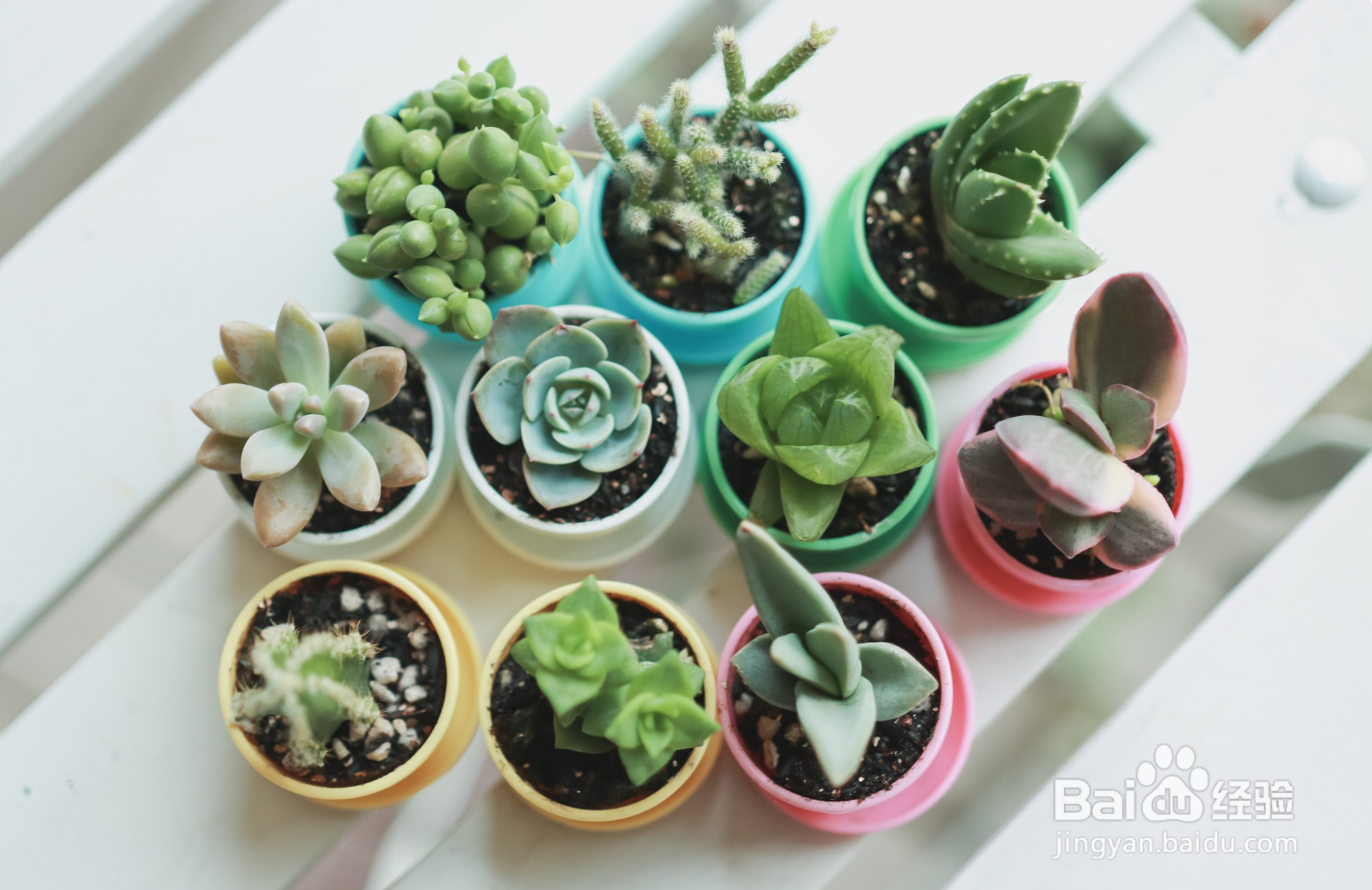 新手如何养多肉植物