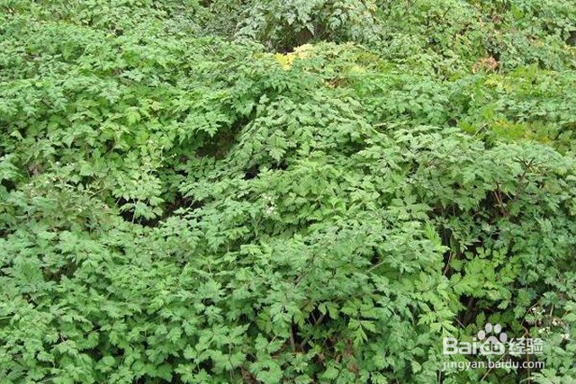 当归的增产管理和肥水管理都有哪些要点？