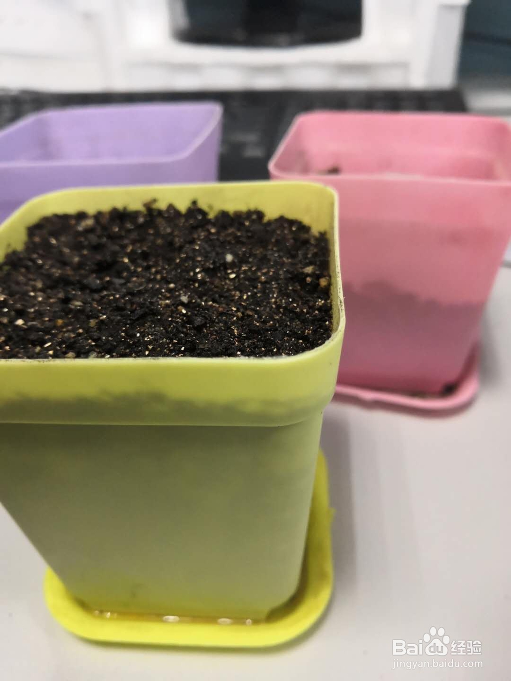 如何种植草莓视频