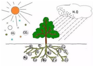 果树如何秋施基肥
