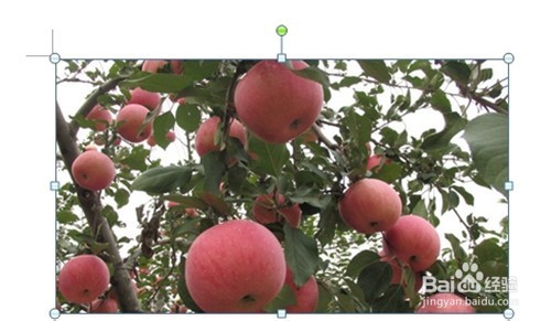 Word 2007修改图片尺寸的三种方法