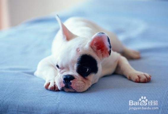 狗狗患皮肤病的原因