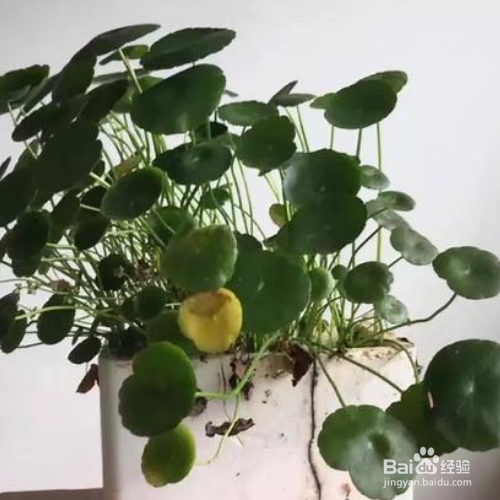 绿罗兰怎么养殖方法