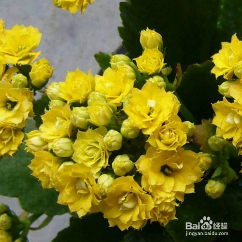长寿花叶子长白斑而且还掉怎么办