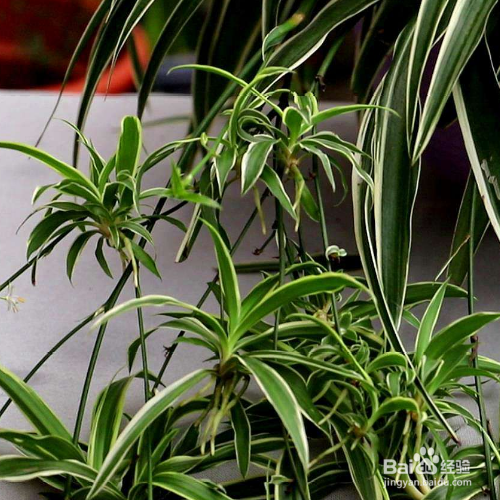 吊兰叶尖发黑干枯怎么处理