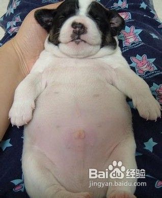 狗狗呕吐的常见原因及对策