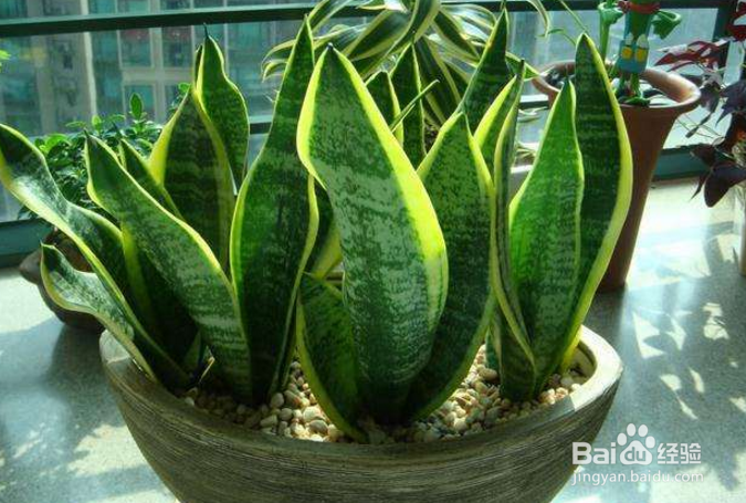 虎尾兰的养殖方法和注意事项