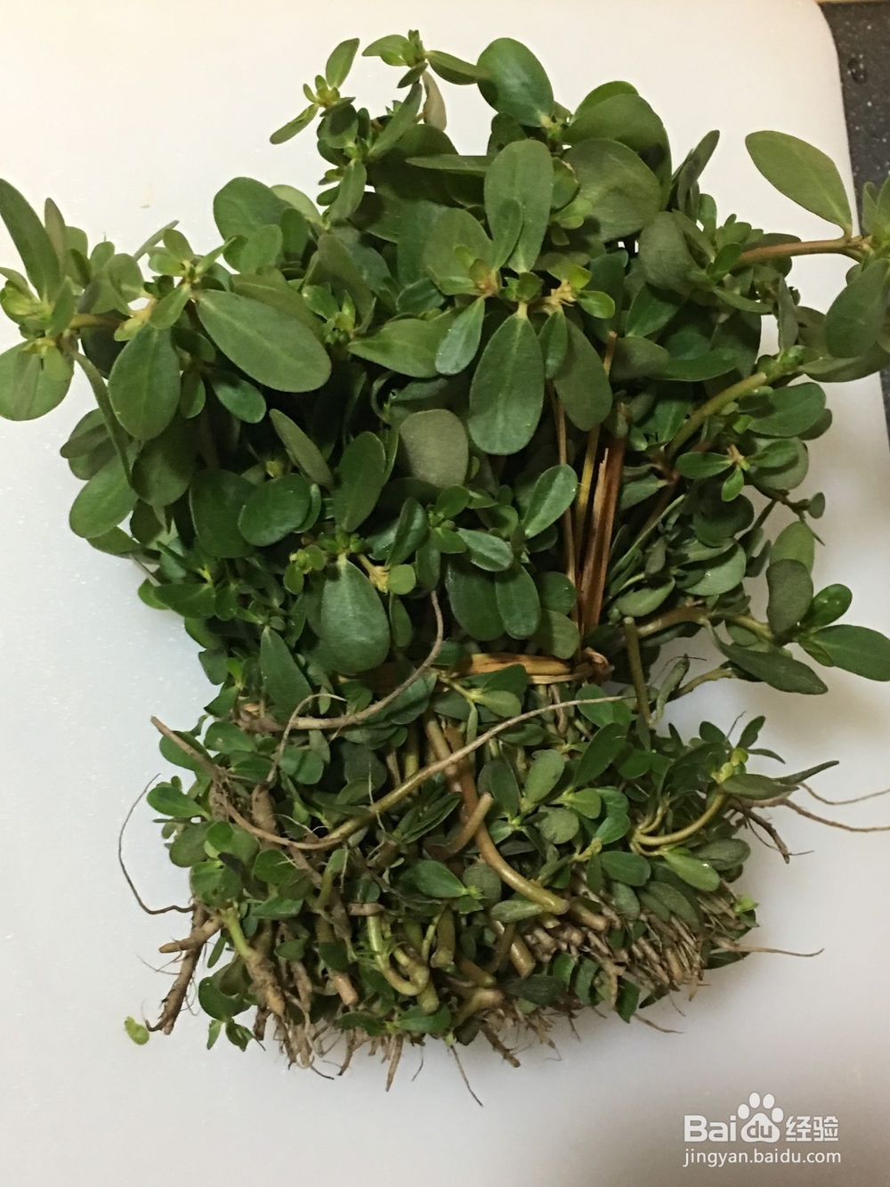 马苋菜怎样煮才好吃?