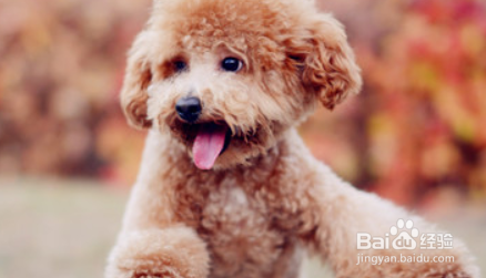 泰迪犬怎么样训练动作 敬礼送客排便的训练