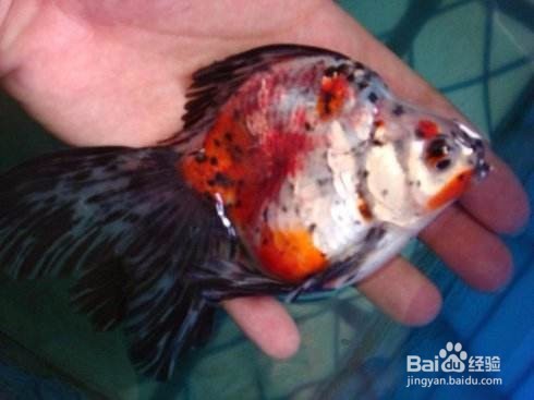 检查病鱼的程序有哪些