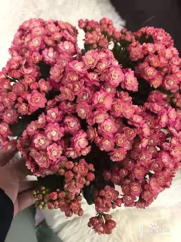 3种花专挑秋天开，随便养1盆，连爆3个月