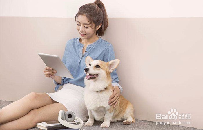 如何训练柯基犬大小便