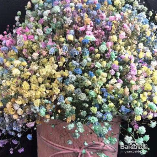 满天星适合室内养殖吗？